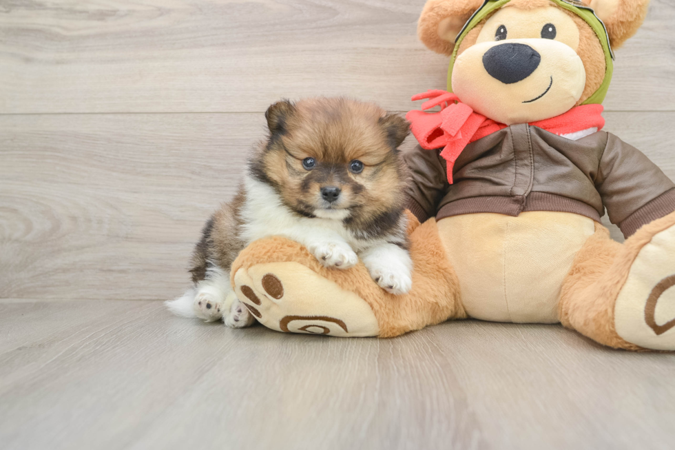 Best Pomeranian Baby