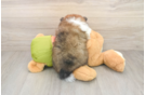 Playful Pomeranian Purebred Pup