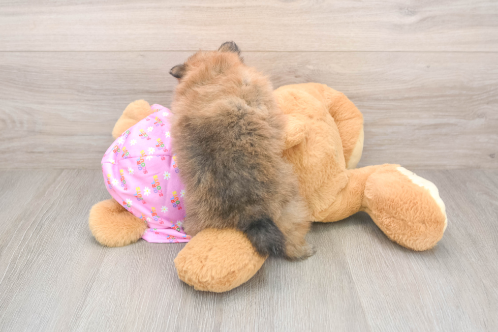 Akc Registered Pomeranian Purebred Pup