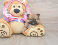 8 week old Pomeranian Puppy For Sale - Florida Fur Babies