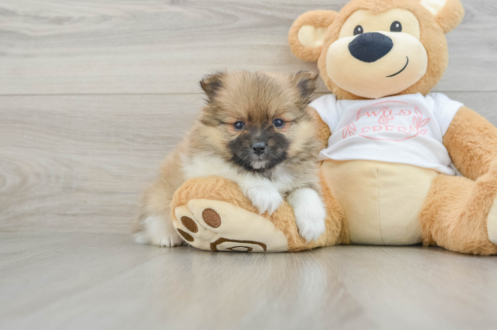 5 week old Pomeranian Puppy For Sale - Florida Fur Babies
