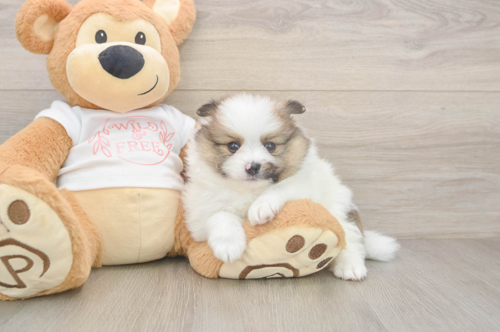 5 week old Pomeranian Puppy For Sale - Florida Fur Babies