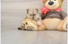 Happy Deutscher Spitz Purebred Puppy