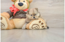 Cute Loulou Purebred Puppy