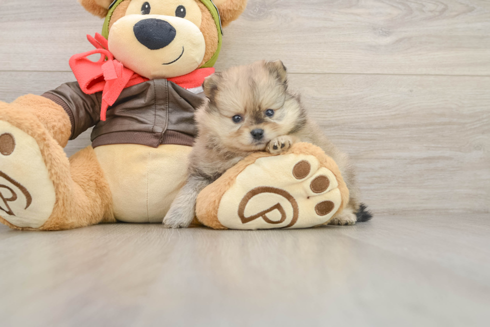 Cute Loulou Purebred Puppy