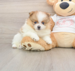 7 week old Pomeranian Puppy For Sale - Florida Fur Babies