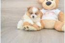 Happy Pom Pom Purebred Puppy