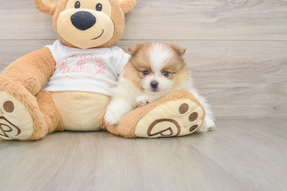 Best Pomeranian Baby