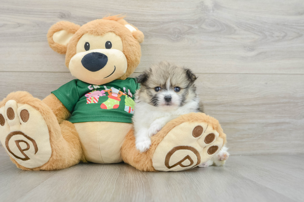 5 week old Pomeranian Puppy For Sale - Florida Fur Babies