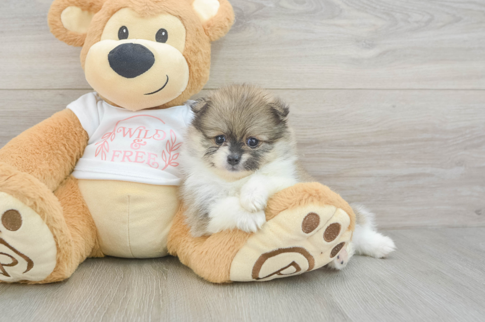 5 week old Pomeranian Puppy For Sale - Florida Fur Babies