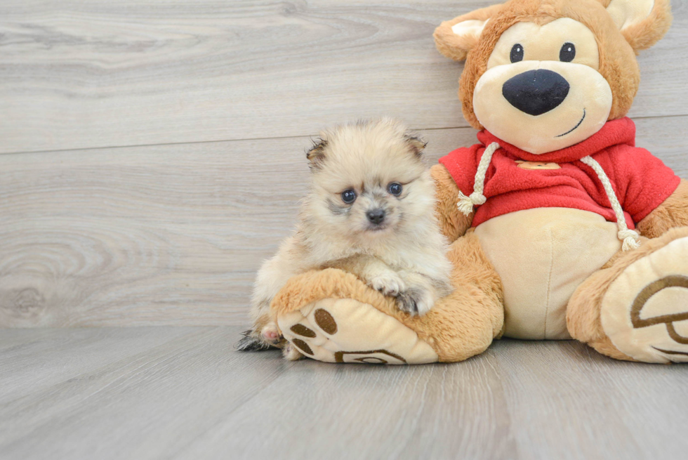 Cute Pomeranian Purebred Puppy