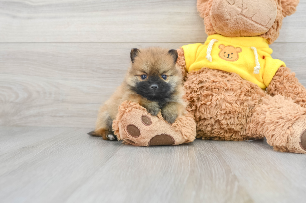 Shih Pom Puppies for Sale - Florida Fur Babies