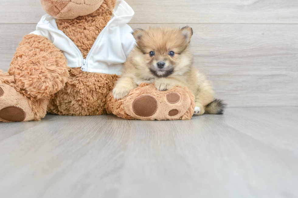 14 week old Pomeranian Puppy For Sale - Florida Fur Babies