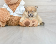 13 week old Pomeranian Puppy For Sale - Florida Fur Babies