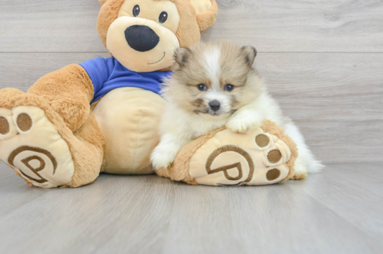 Playful Pomeranian Purebred Pup
