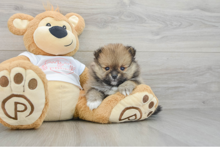 Pomeranian Puppy for Adoption