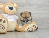 7 week old Pomeranian Puppy For Sale - Florida Fur Babies