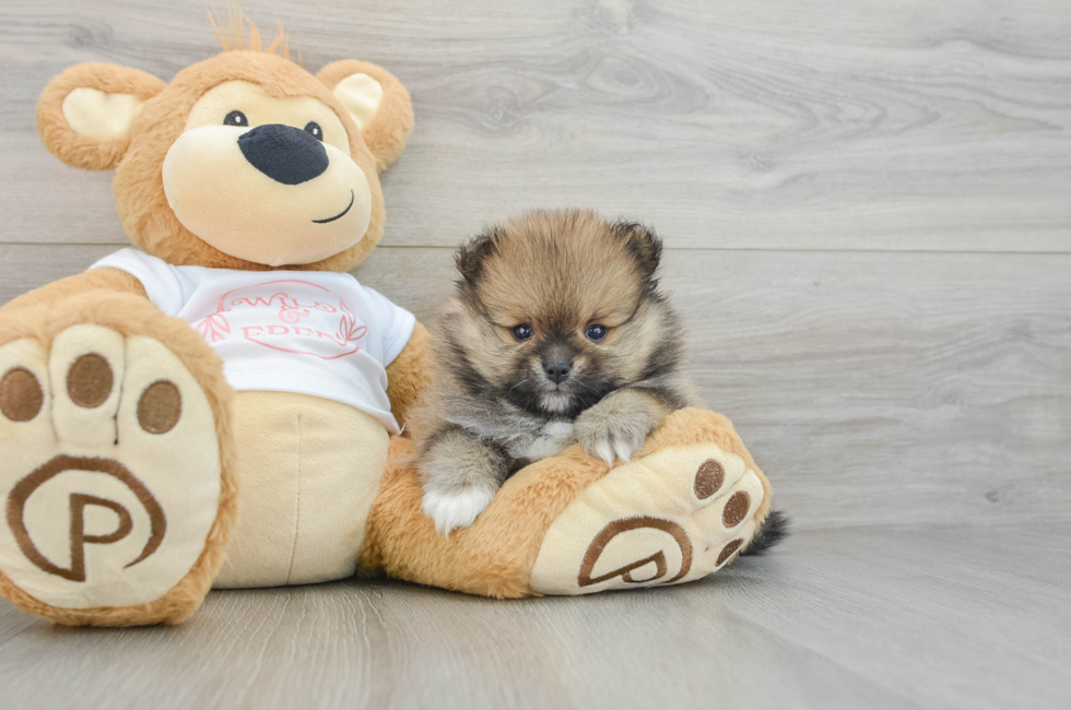 5 week old Pomeranian Puppy For Sale - Florida Fur Babies