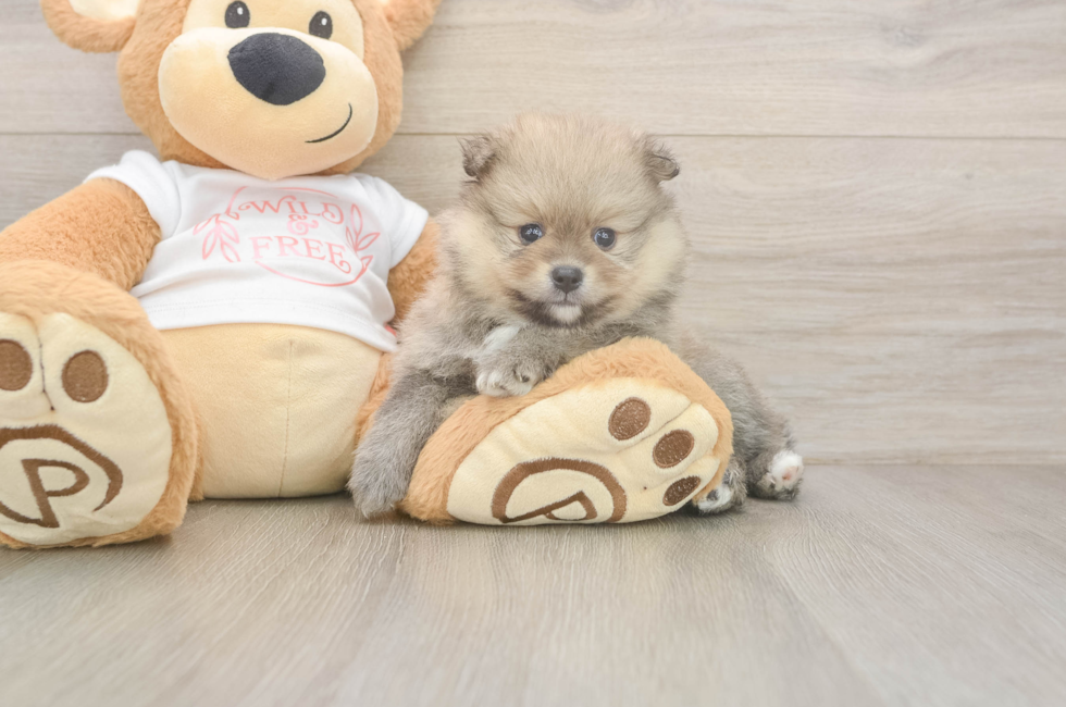 5 week old Pomeranian Puppy For Sale - Florida Fur Babies