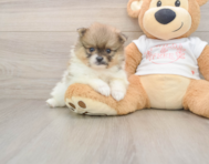 10 week old Pomeranian Puppy For Sale - Florida Fur Babies