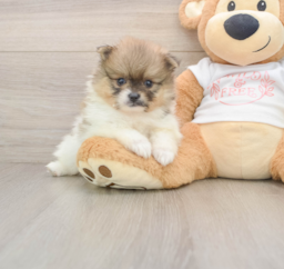 8 week old Pomeranian Puppy For Sale - Florida Fur Babies