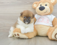 7 week old Pomeranian Puppy For Sale - Florida Fur Babies