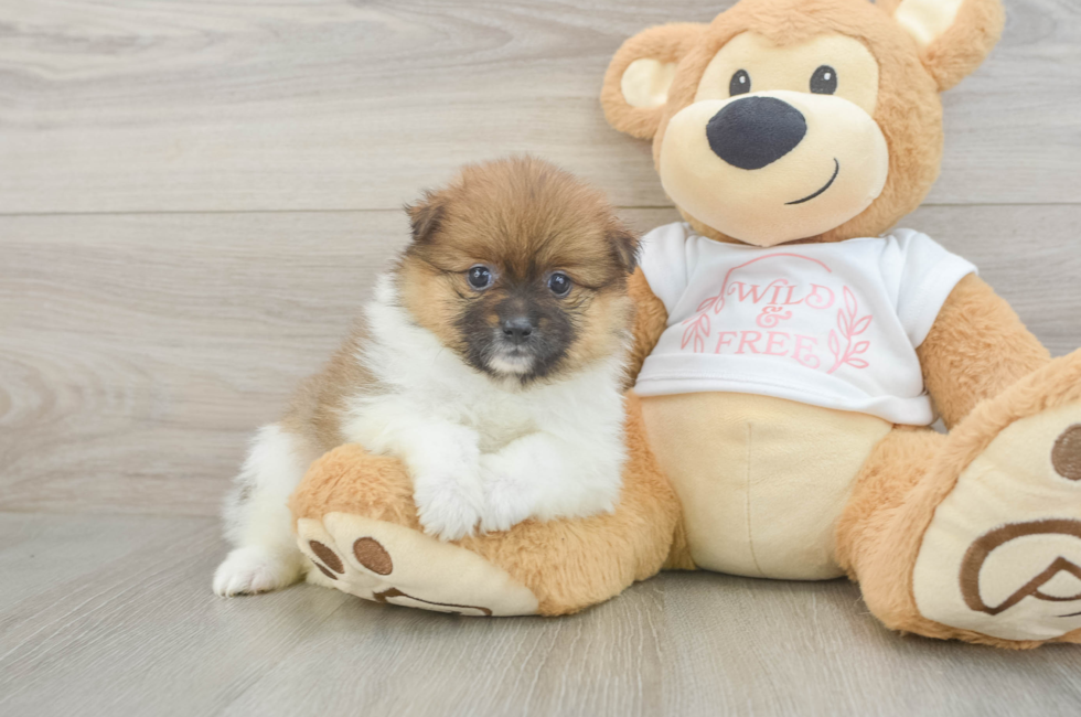 5 week old Pomeranian Puppy For Sale - Florida Fur Babies