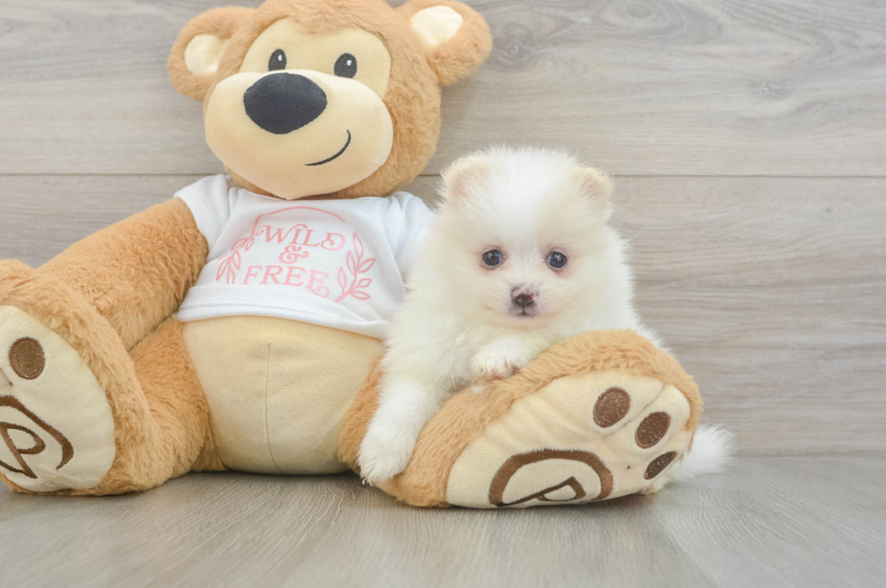 5 week old Pomeranian Puppy For Sale - Florida Fur Babies
