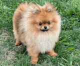 Pomeranian Puppies For Sale Florida Fur Babies