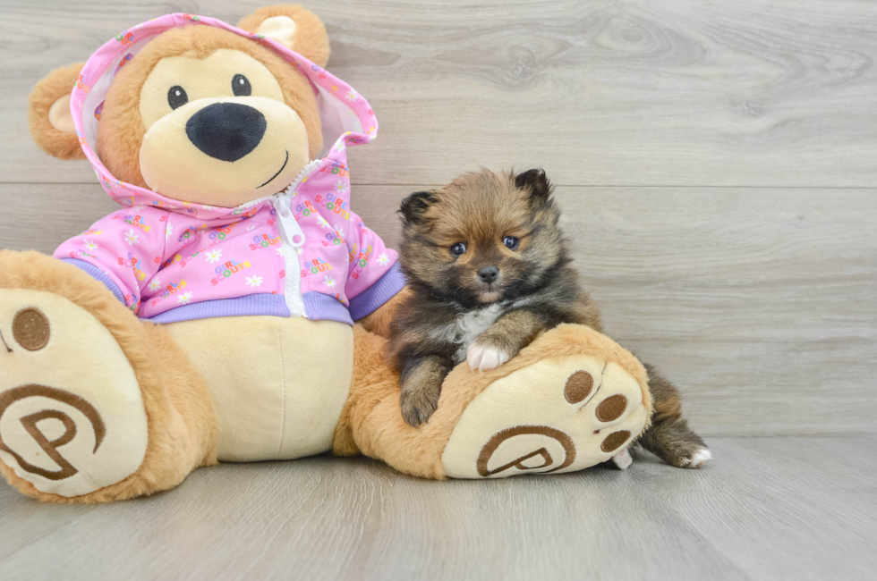 5 week old Pomeranian Puppy For Sale - Florida Fur Babies