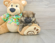7 week old Pomeranian Puppy For Sale - Florida Fur Babies