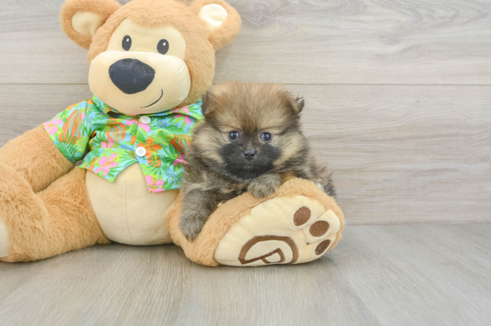 6 week old Pomeranian Puppy For Sale - Florida Fur Babies