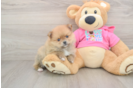 Pomeranian Pup Being Cute