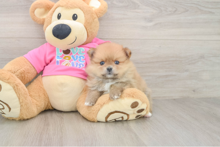 Akc Registered Pomeranian Baby