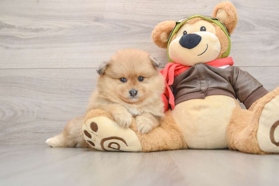 Pomeranian Pup Being Cute