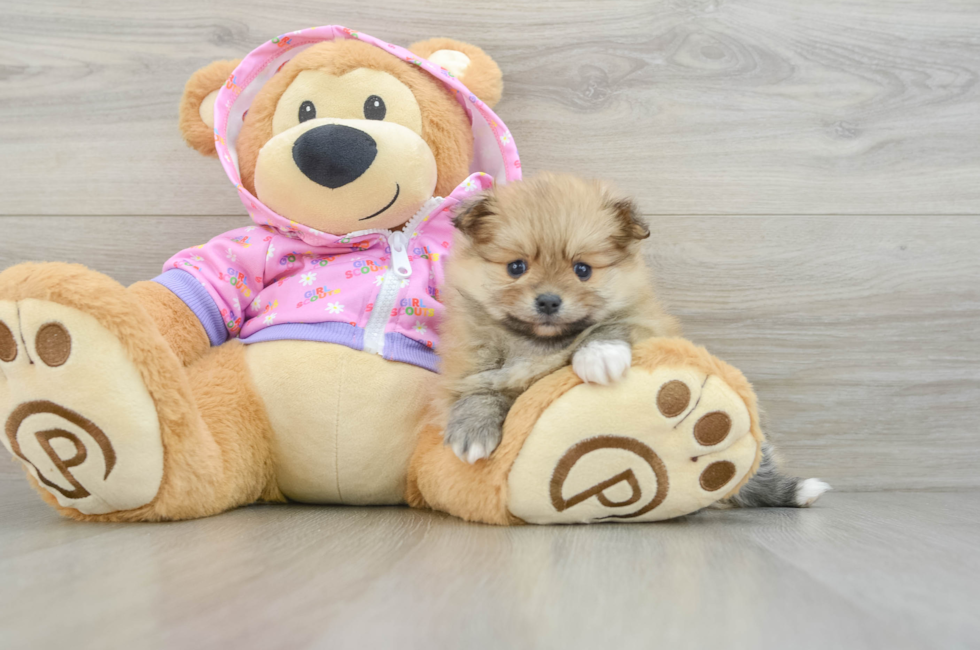 5 week old Pomeranian Puppy For Sale - Florida Fur Babies