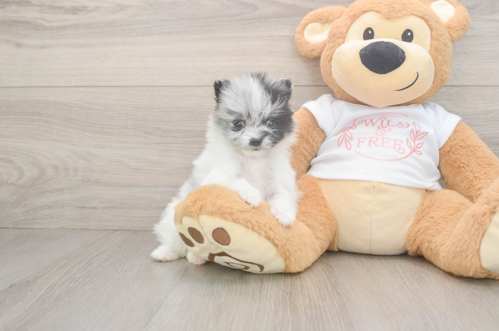 6 week old Pomeranian Puppy For Sale - Florida Fur Babies