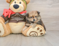 8 week old Pomeranian Puppy For Sale - Florida Fur Babies
