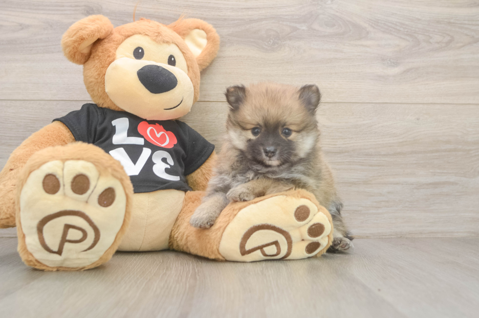 5 week old Pomeranian Puppy For Sale - Florida Fur Babies