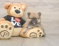 8 week old Pomeranian Puppy For Sale - Florida Fur Babies 8 week old Pomeranian Puppy For Sale - Florida Fur Babies
