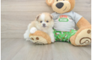 Sweet Swergspitz Purebred Puppy