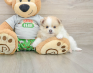 8 week old Pomeranian Puppy For Sale - Florida Fur Babies
