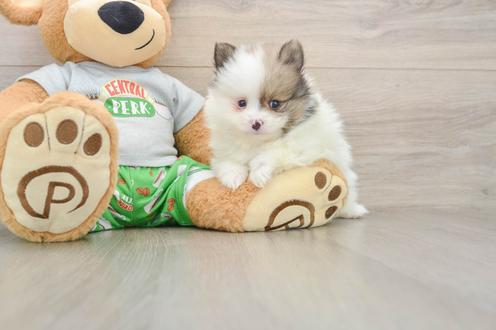 Small Pomeranian Baby