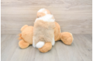 Pomeranian Puppy for Adoption