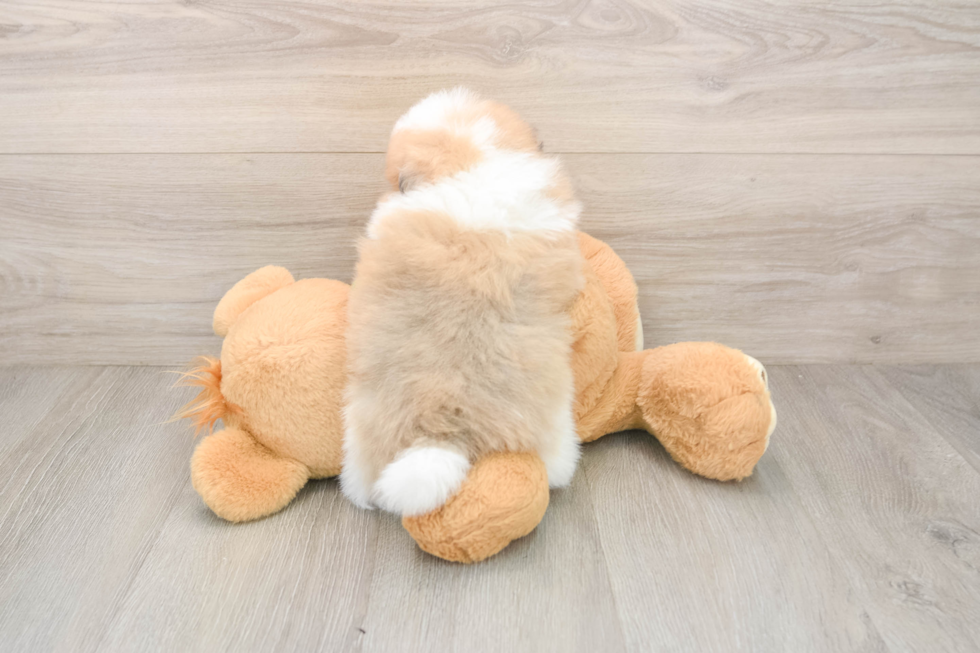 Pomeranian Puppy for Adoption