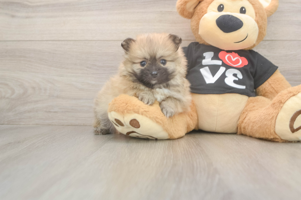 5 week old Pomeranian Puppy For Sale - Florida Fur Babies
