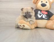 8 week old Pomeranian Puppy For Sale - Florida Fur Babies 8 week old Pomeranian Puppy For Sale - Florida Fur Babies