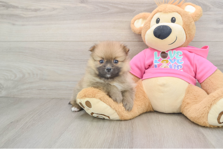 Pomeranian Pup Being Cute