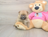7 week old Pomeranian Puppy For Sale - Florida Fur Babies