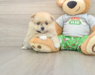 8 week old Pomeranian Puppy For Sale - Florida Fur Babies